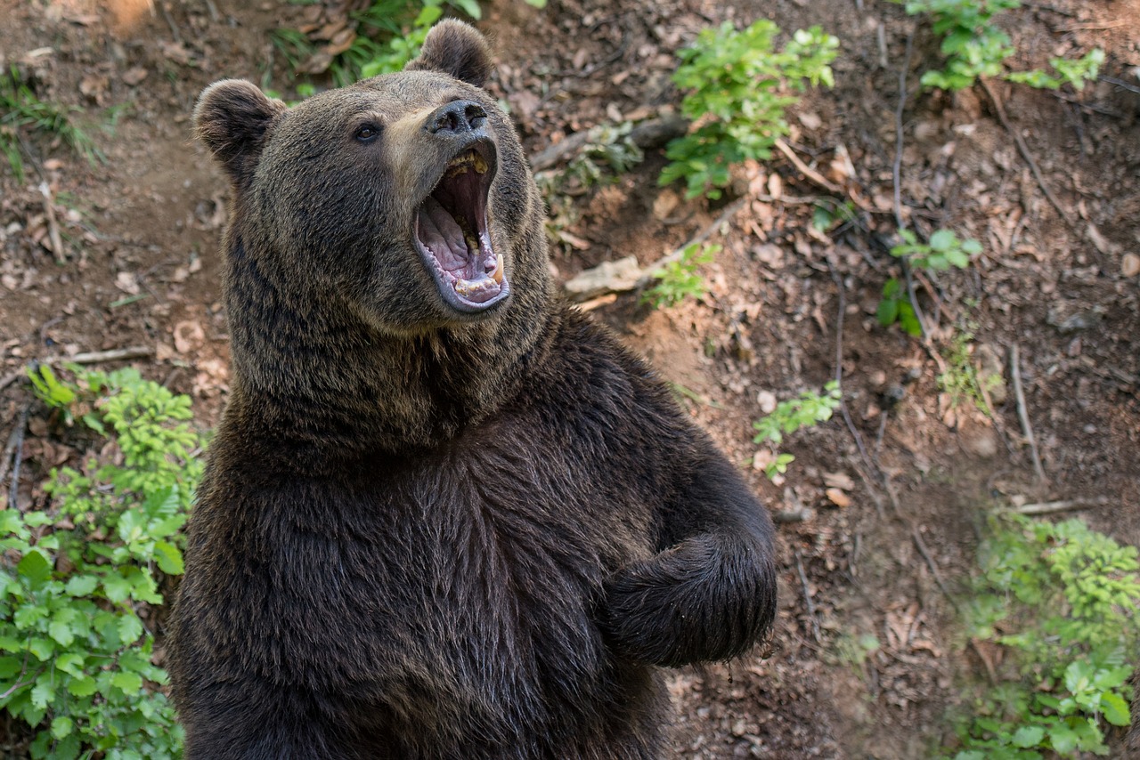 Budajov zásahový tím: Medveď pri stretnutí s človekom nemusí zaútočiť. Medzitým sa na Liptove odohral ďalší krvavý incident