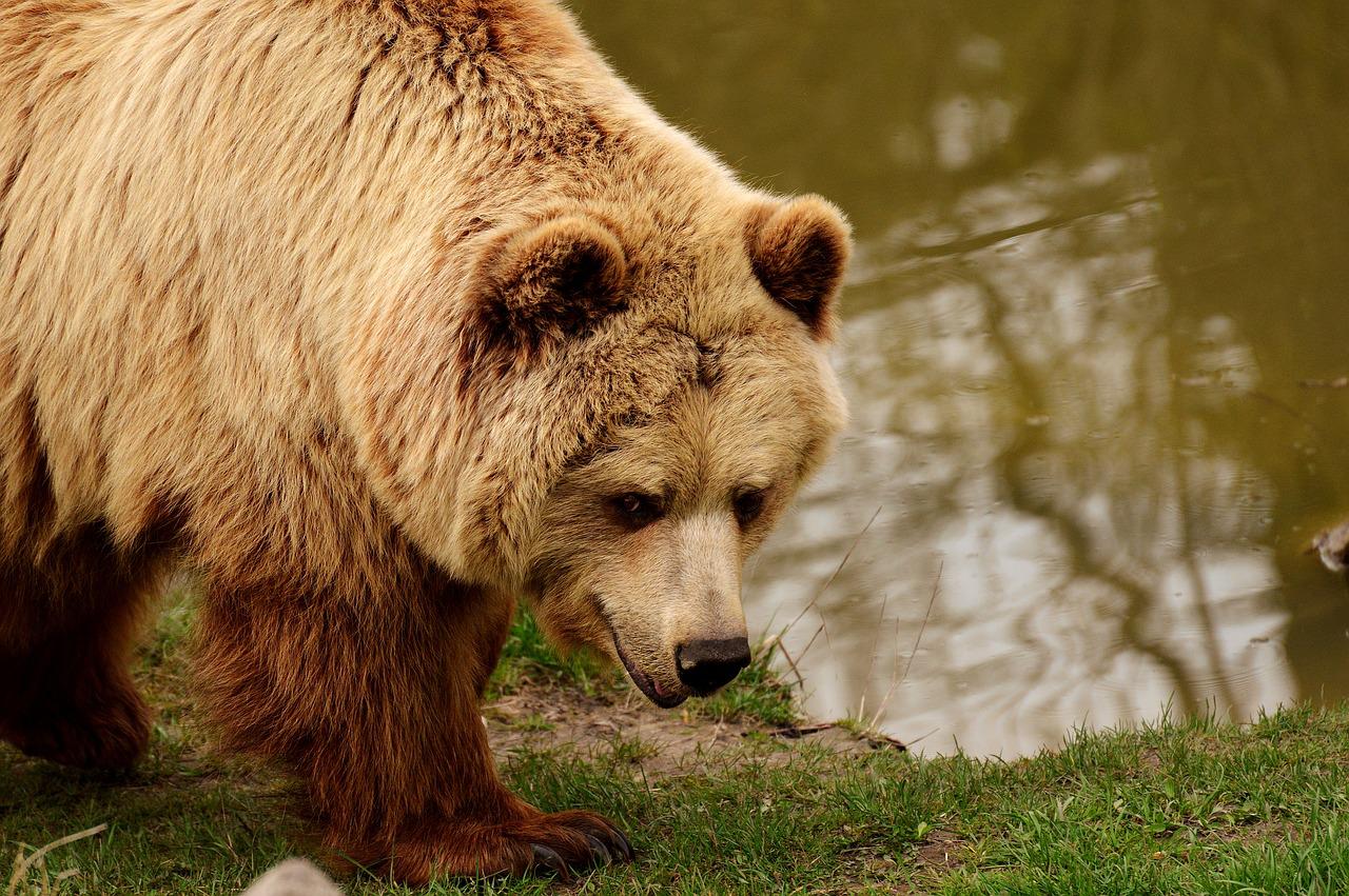 Štátni ochranári vyzývajú v súvislosti s nedávnym útokom medveďa na obozretnosť