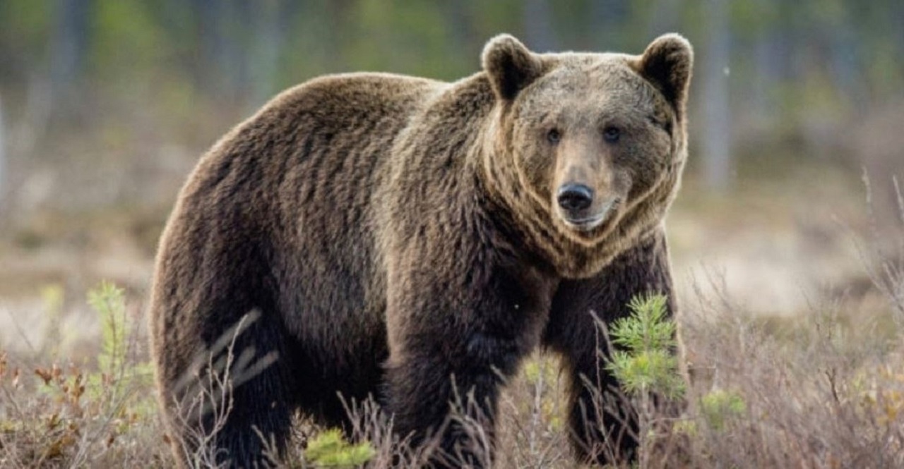 Príčina stretnutí človeka s medveďom súvisí so zmenou správania sa šelmy