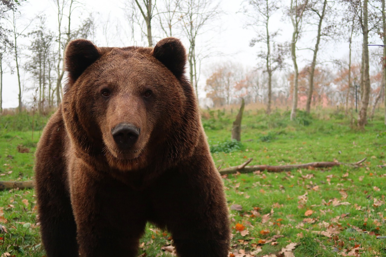 V Hornom Harmanci došlo k stretu medveďa s lesníkom, postrelené zviera nenašli