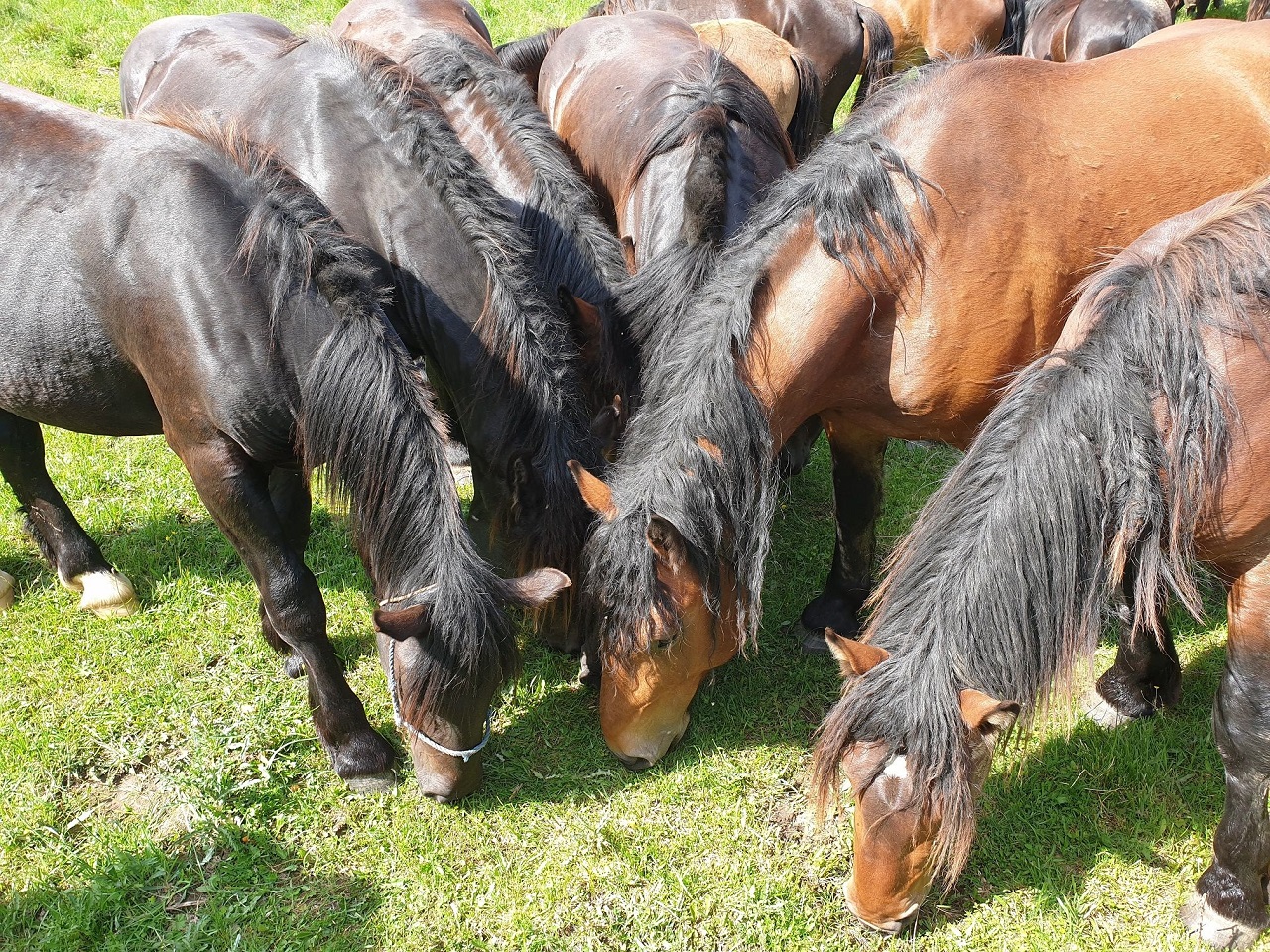 SASKA: Ministri Hegerovej vlády budú mať na svedomí vyhynutie chráneného plemena koňa