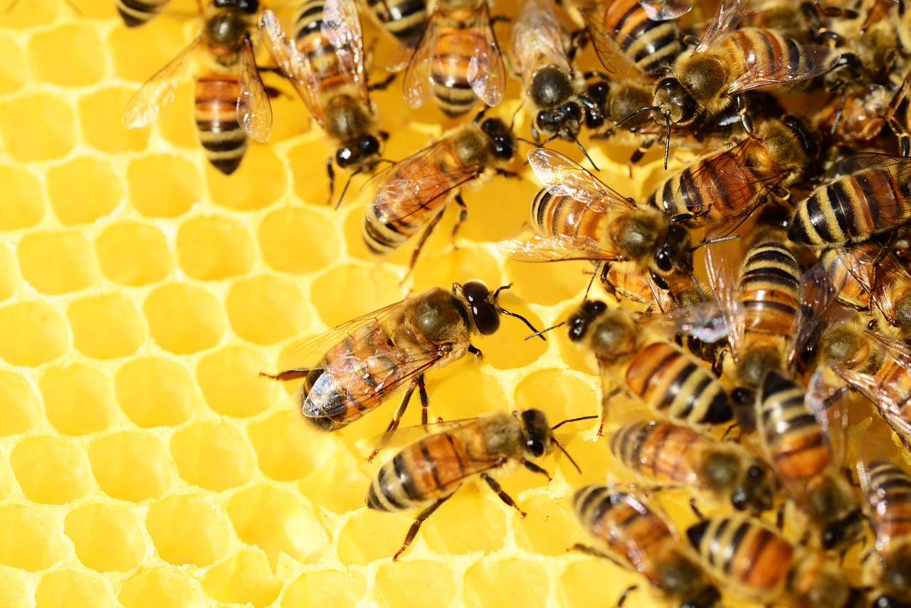 Prezidentka: Včely potrebujú našu ochranu