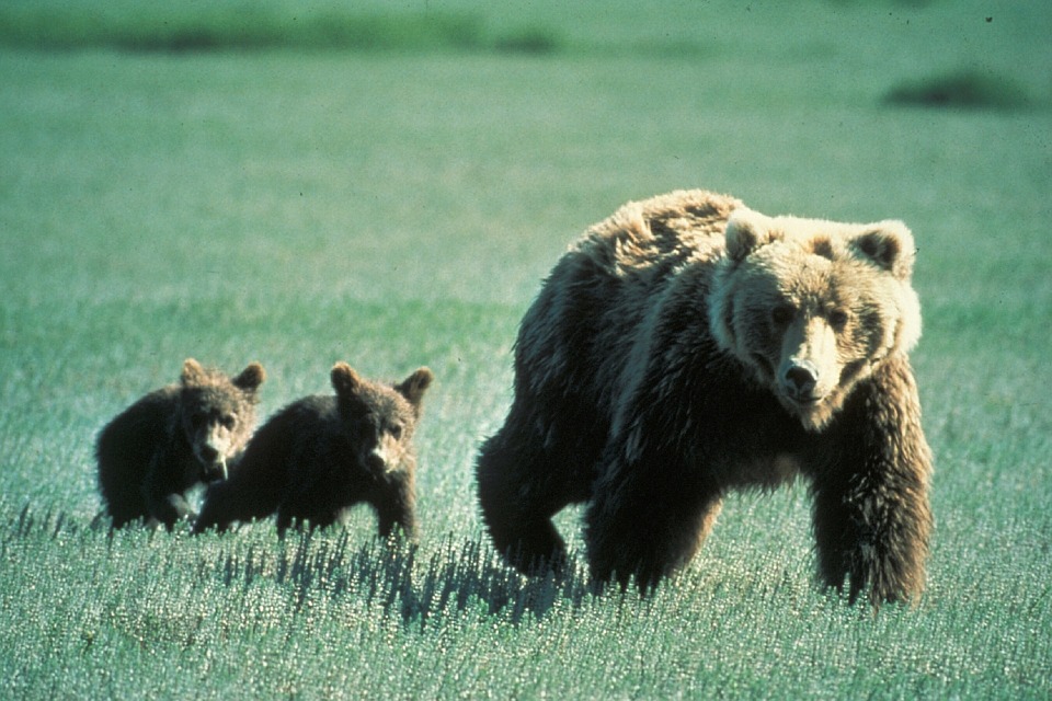 Polícia upozornila na medvedicu s mláďatami pri ceste za obcou Kľačno
