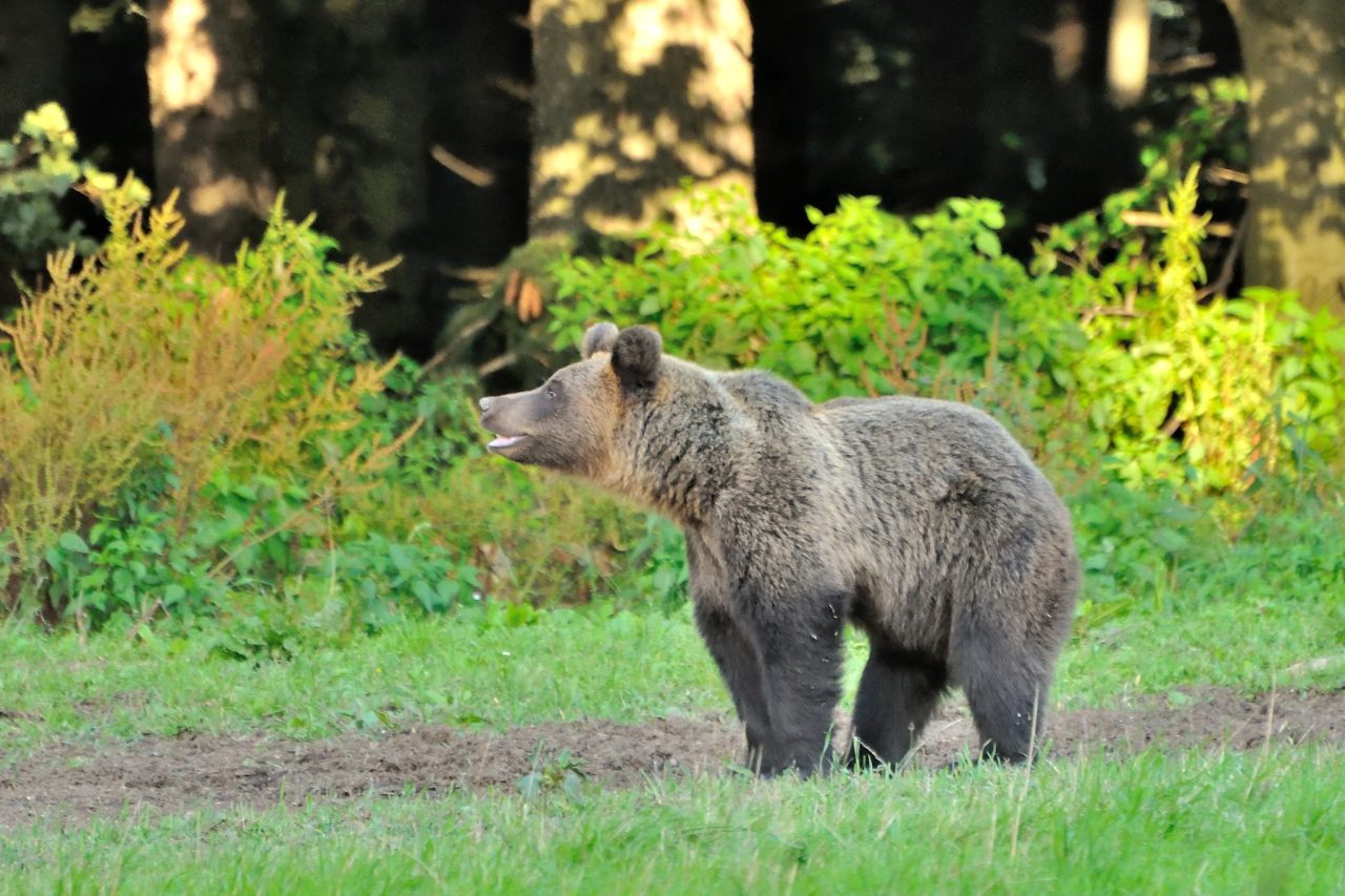 Míňanie peňazí pod zámienkou ochrany medveďov pokračuje