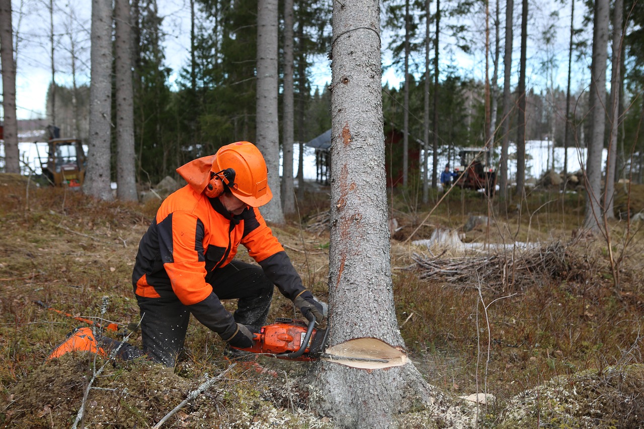 Posudzovanie ťažby dreva v Nature 2000 sa po prehratom súde s EK zmení