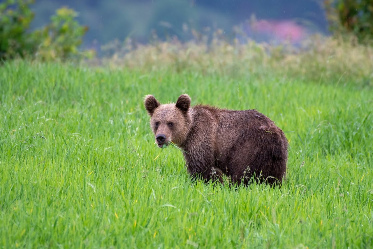 V okrajových častiach Lučenca videli medveďa, situáciu zmonitoruje zásahový tím