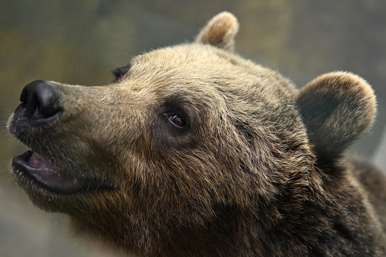 Prieskum: Obavu z prítomnosti medveďov v prírode má 75 percent respondentov