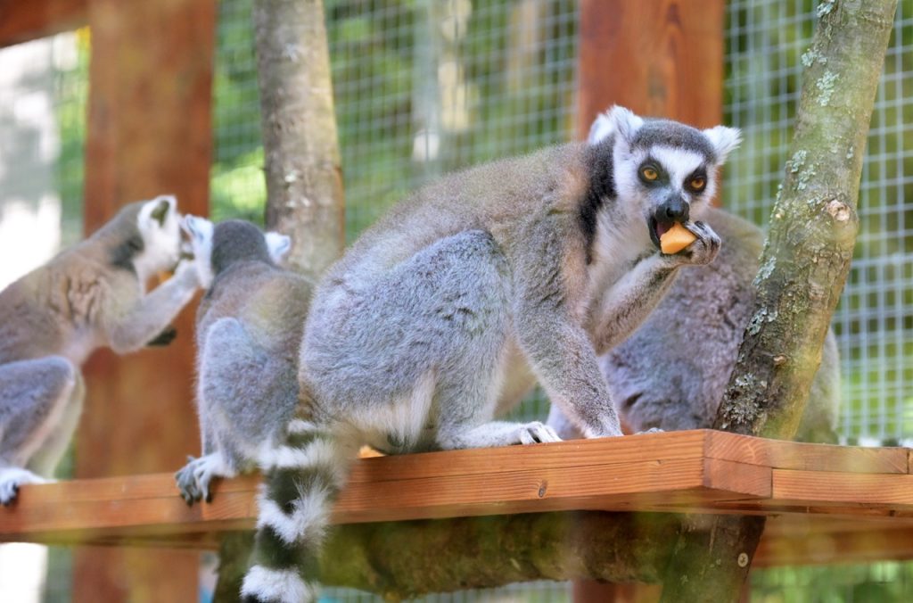 V košickej Zoo podávali niektorým zvieratám zmrzlinu na osvieženie
