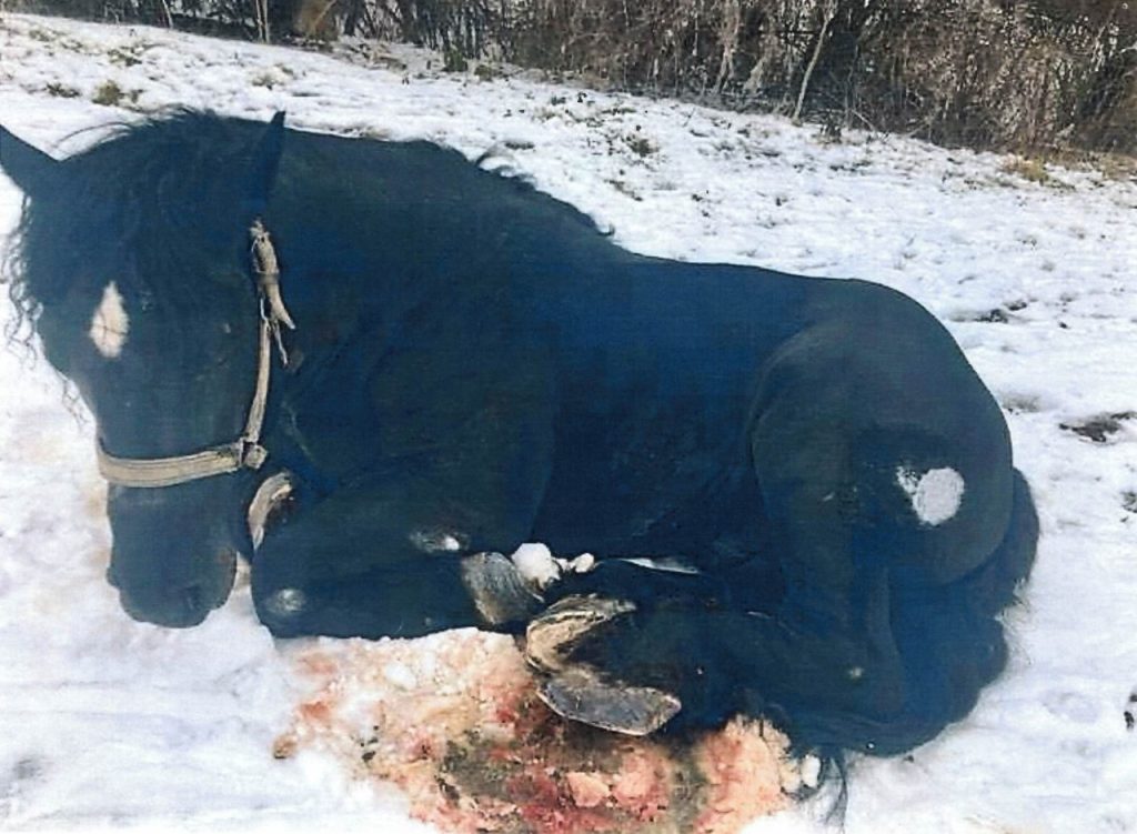 Za týranie koňa hrozí 65-ročnému mužovi trojročné väzenie